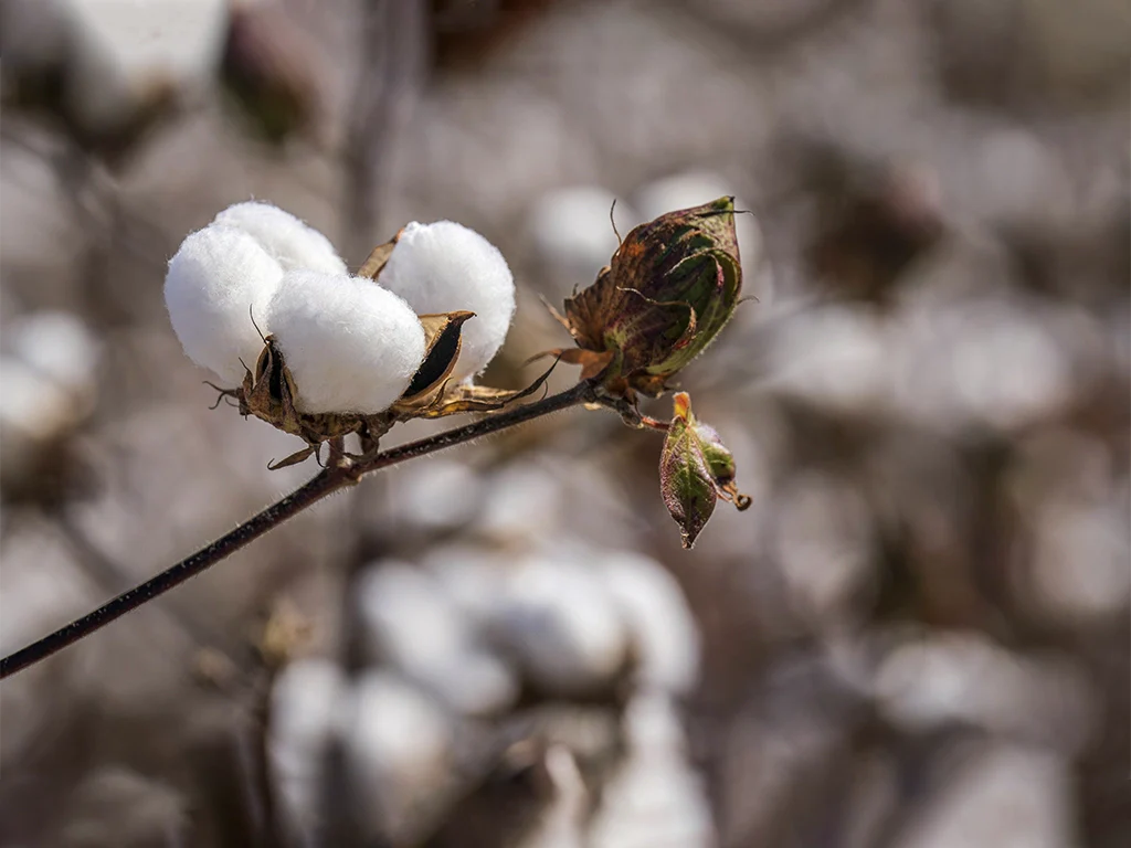 Tela 100% Algodón: La Opción Ideal para tu Ropa de Cama durante  Todo el Año